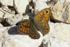 الجدار-البنيWall-Brown