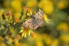 الخبازية-متوجة-الحركة-Mallow-Skipper