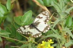 الرخامية-البيضاءLevantine-Marbled-White