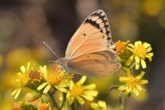 السلمون-العربيةLarge-Salmon-Arab