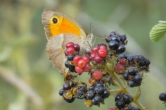 السهلية-البنية-الداكنةDusky-Meadow-Brown