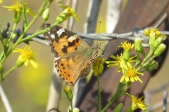 السيدة-المدهونة-Painted-Lady
