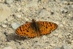 العرار-البوقي-المرقطSpotted-Fritillary-
