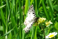 الفستان-الشرقيEastern-Festoon