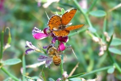 النحاسية-النارية-الصغرىLesser-Fiery-Copper