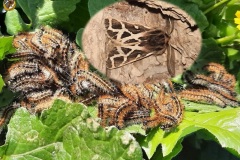 جمرة-الربيعOcnogyna-loewii