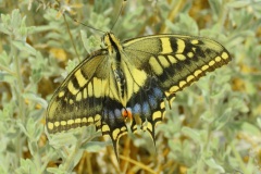 ذيل-السنونو-Old-World-Swallowtail