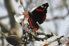 فراشة-الادميرال-الاحمر-Red-Admiral-Butterfly-2