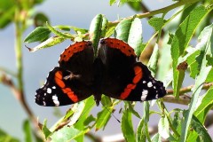 فراشة-الادميرال-الاحمر-Red-Admiral-Butterfly