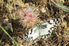 171281870_3934612596606696_8397596775085155547_n