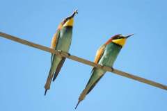 176193374_3969504953117460_1314403472782971379_n