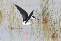 176612182_3969504446450844_2689165449394589173_n