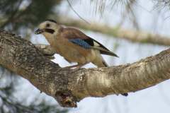 176821286_3969505096450779_2216713381763962397_n