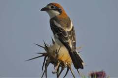 177019795_3969505109784111_5519672584246984202_n