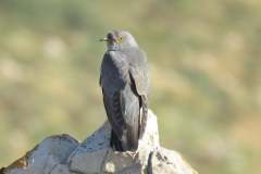 177277780_3969504559784166_419527008914687369_n