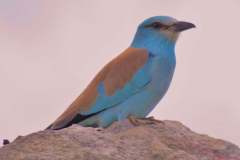 179525511_3987523797982242_723019592327553559_n