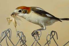 182100476_4005053499562605_1645659329786537041_n