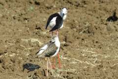 199779434_4118979488170005_1298939674968223803_n