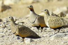 200758750_4118979631503324_1039770281354083110_n