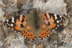 461966567_8497617523639491_6597853156463944004_n