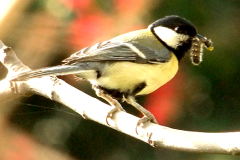 461974875_8497617533639490_1439228831411008113_n