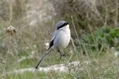 461988624_8488451231222787_7084220035959350071_n