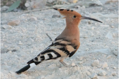 462110743_8498160956918481_2079218141970205230_n