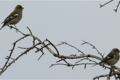 462122262_8498120590255851_3601120264964930162_n