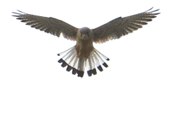 462204060_8496073180460592_7128443058682570963_n