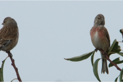 462209927_8503562023045041_3433577838211998130_n