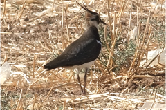 462221929_8497183830349527_7733915957673161352_n