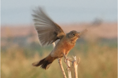 462225822_8497183467016230_6233120629723412169_n