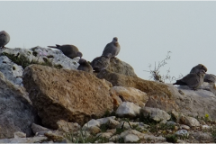 462360956_8523864247681485_3284616248108191977_n