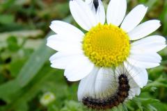 462470982_8530299720371271_7373640051358359445_n