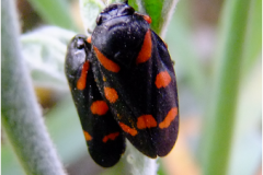 462472747_8534448333289743_1031329385506537400_n