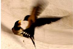 462595858_8547642828636960_3250257590781935934_n