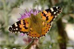 462626027_8537885219612721_7768619935924328190_n