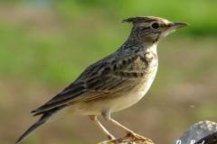 462894940_8574312545969988_1183624885289242810_n