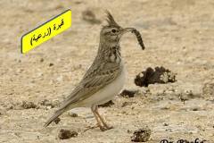 462932414_8580340265367216_4430667525104853552_n