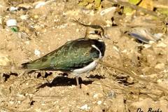 463019028_8572108696190373_8089409244014463730_n