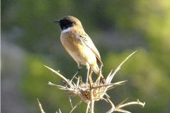 463085023_8567076413360268_6823058127892938719_n