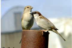 463086306_8579216242146285_7478221120216442290_n