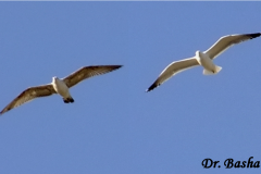 463277133_8580029445398298_2415720153097770573_n