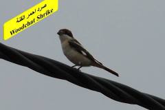 463488161_8601765299891379_8878549167329940250_n