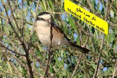 463793484_8602953619772547_2433023368707329612_n