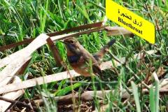 463880009_8607106459357263_6827694279310422143_n