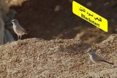 463889271_8607992772601965_3406228424193711964_n