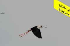 463919575_8607883349279574_817305940629080121_n