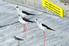 464113652_8607883379279571_4334624828797464988_n