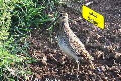 464126265_8606939289373980_3990126201773477677_n